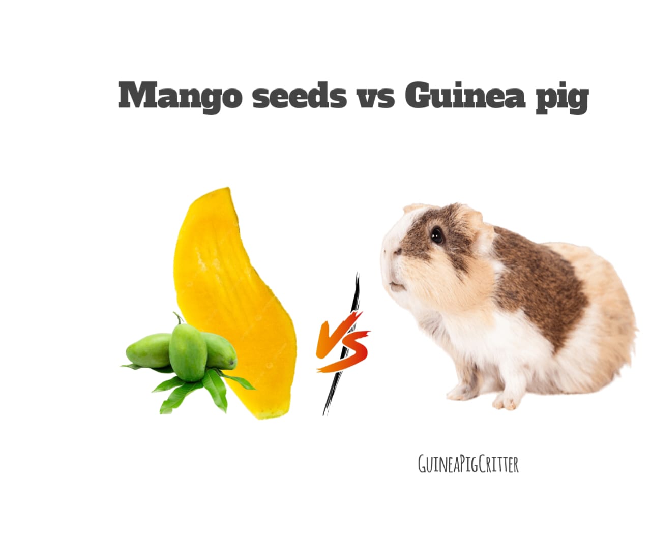 mango seeds vs guinea pig