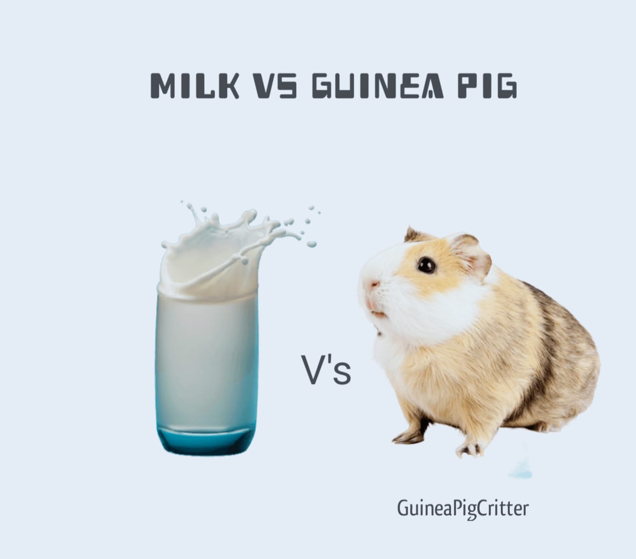 milk vs guinea pig