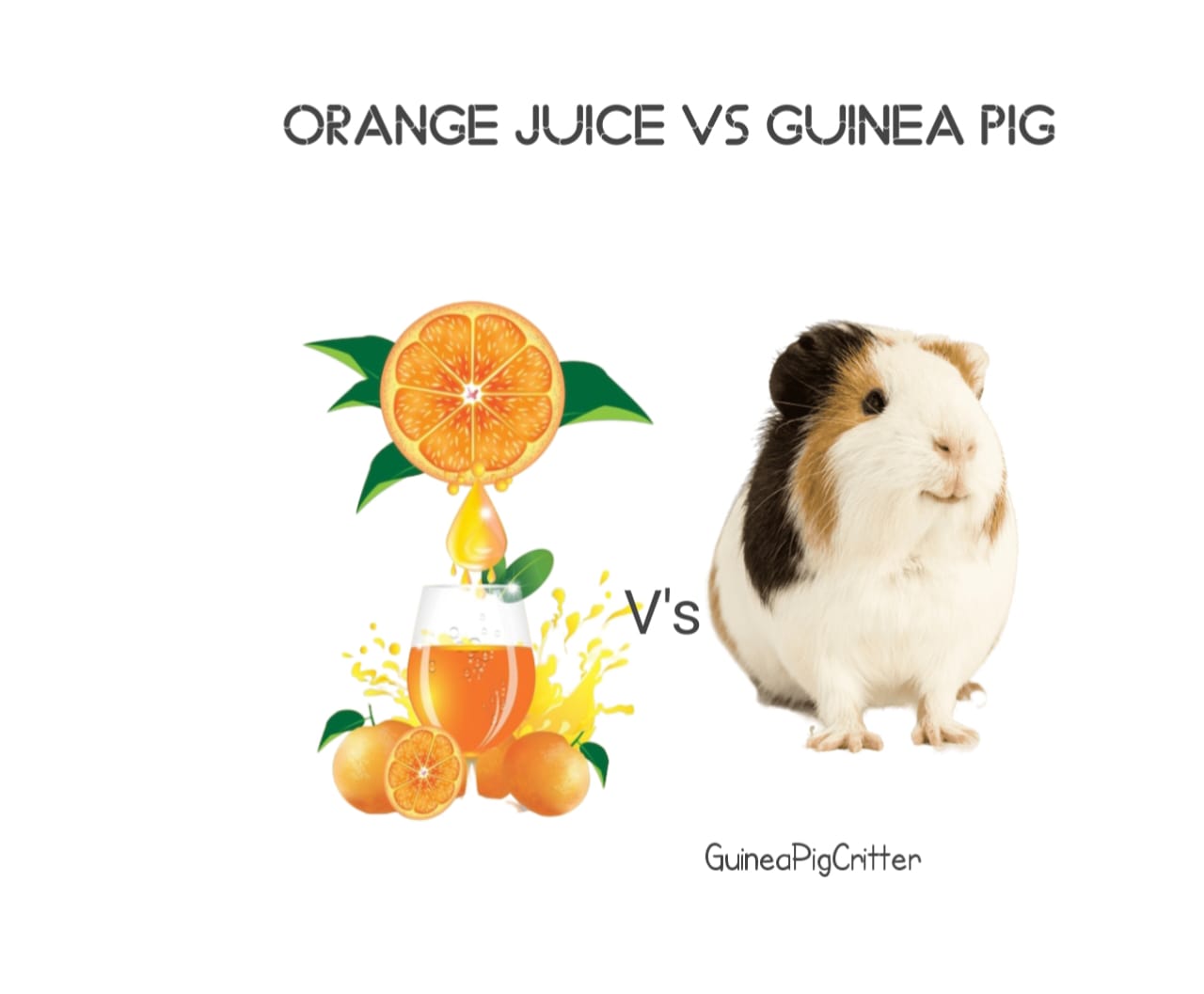 orange juice vs guinea pig