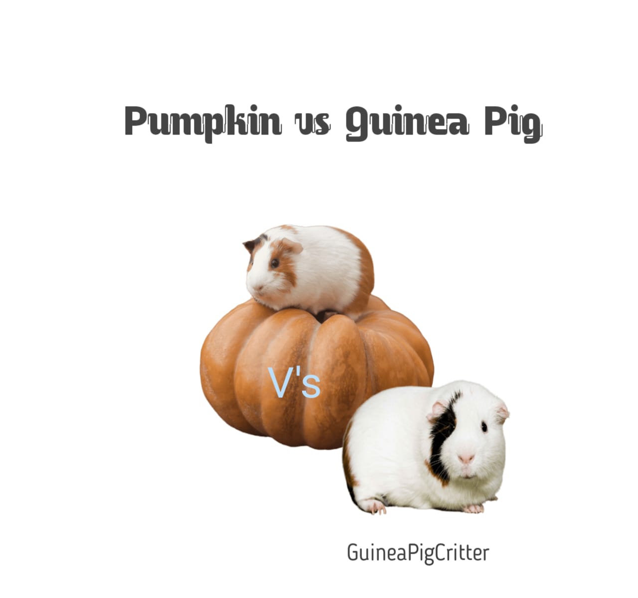 pumpkin vs guinea pig