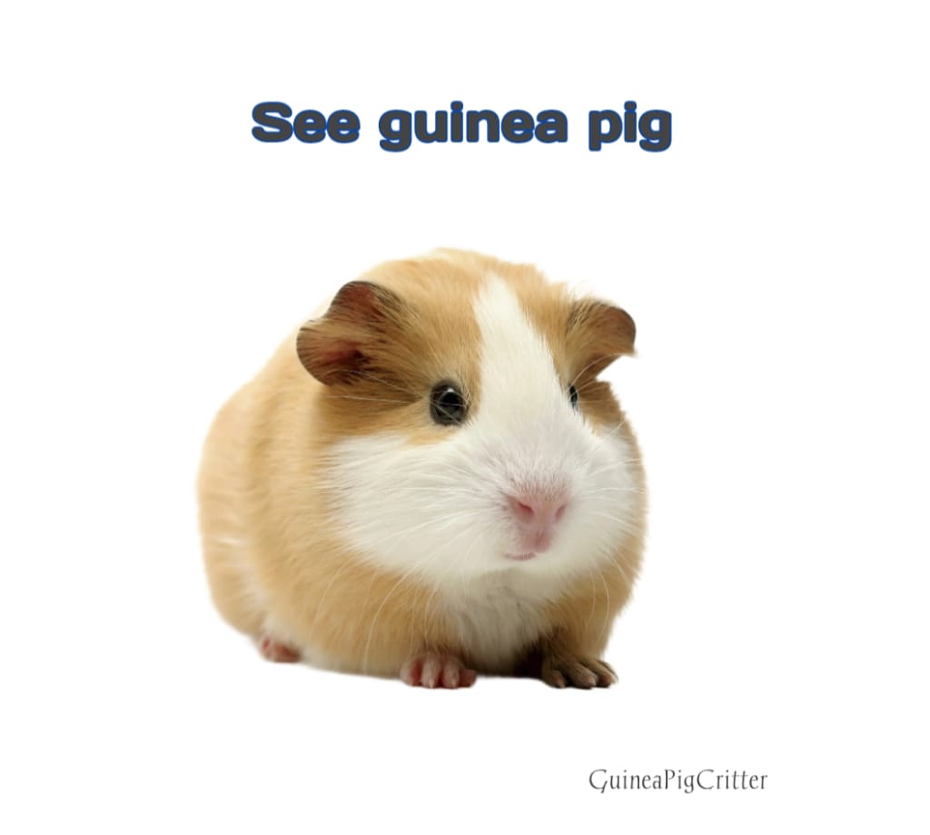 see guinea pig