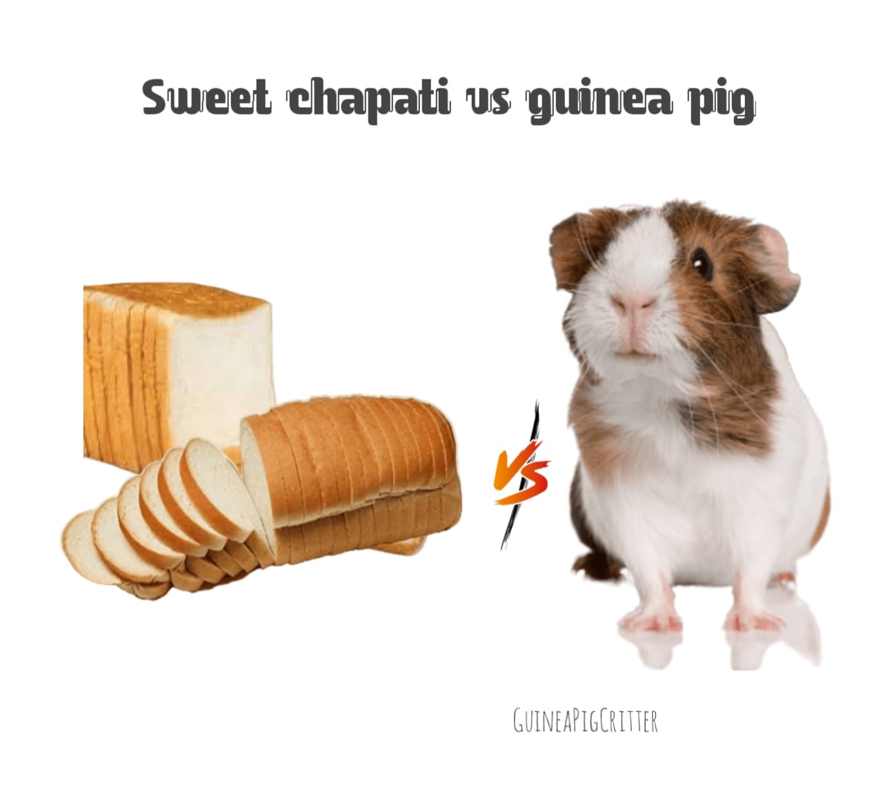 sweet chapati vs guinea pig