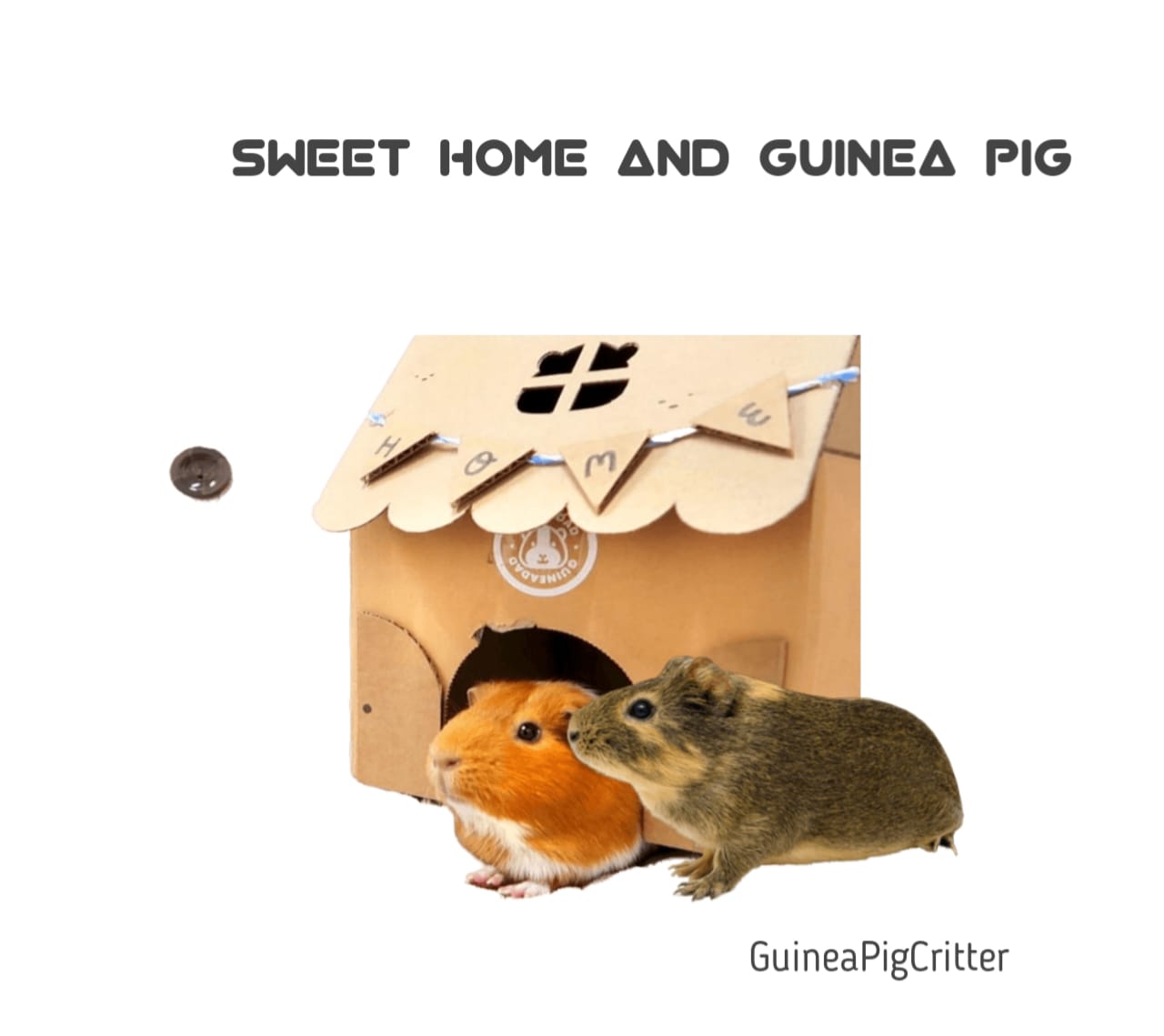 sweet home and guinea pig