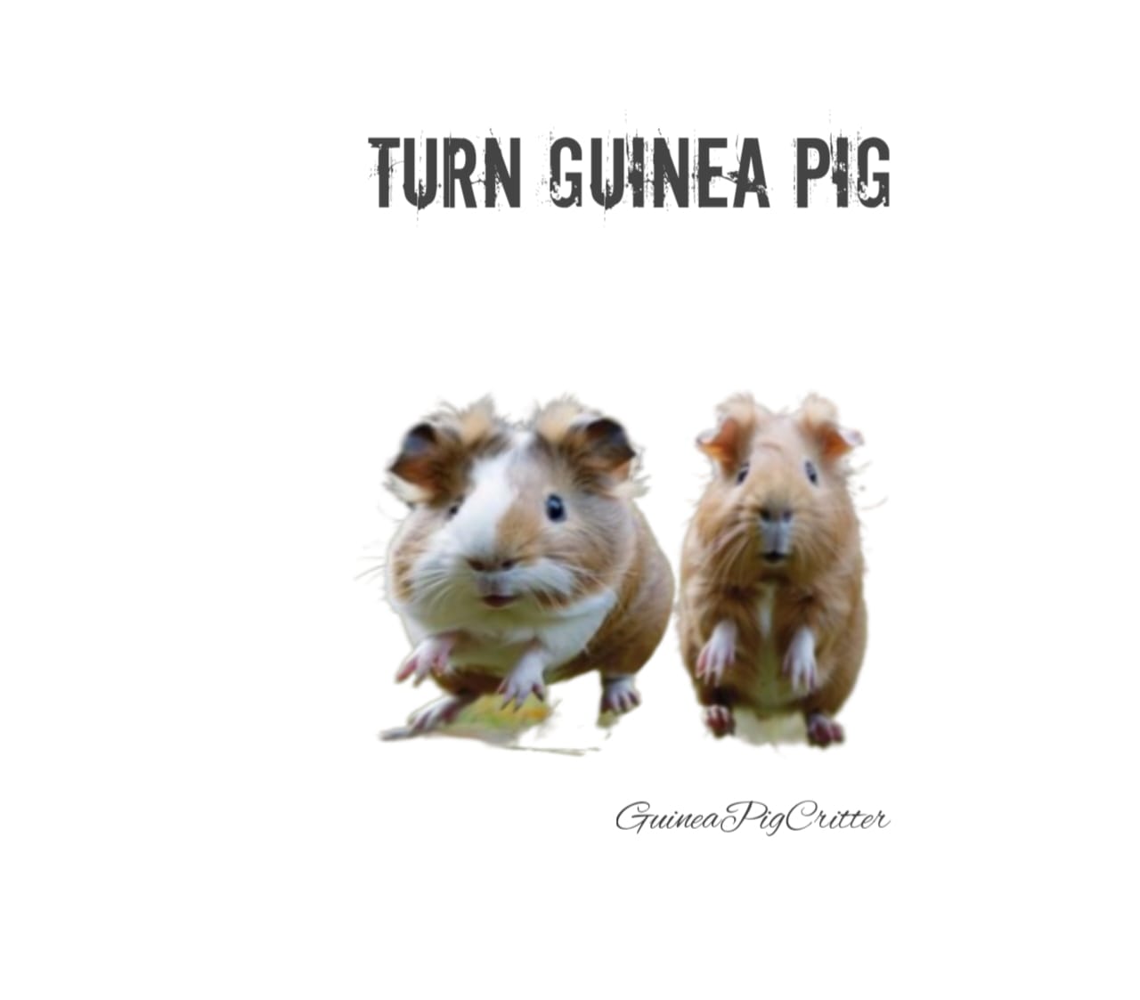 turn guinea pig