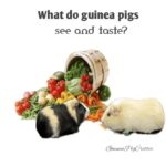 what do guinea pigs see and taste