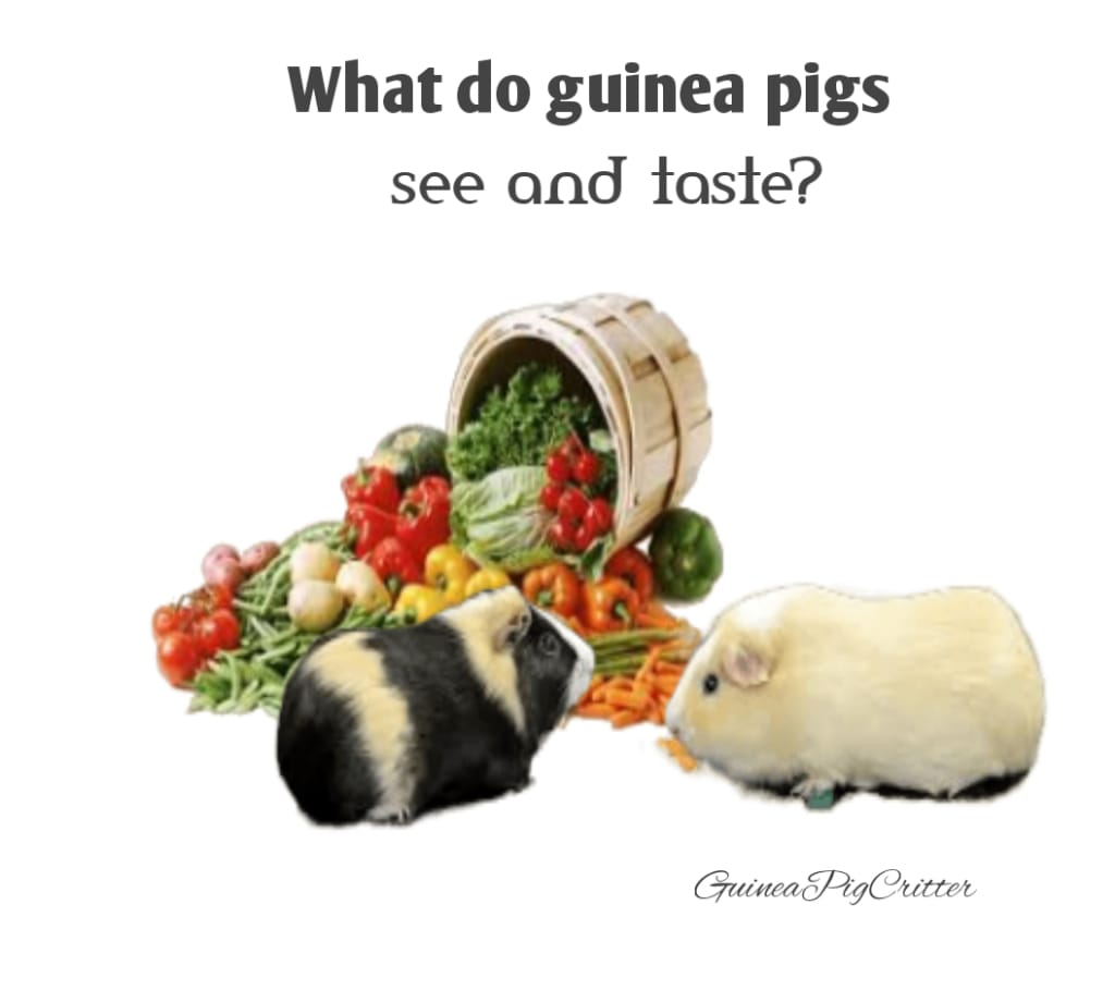 what do guinea pigs see and taste