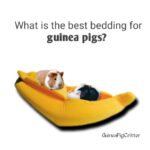 what is the best bedding for guinea pigs