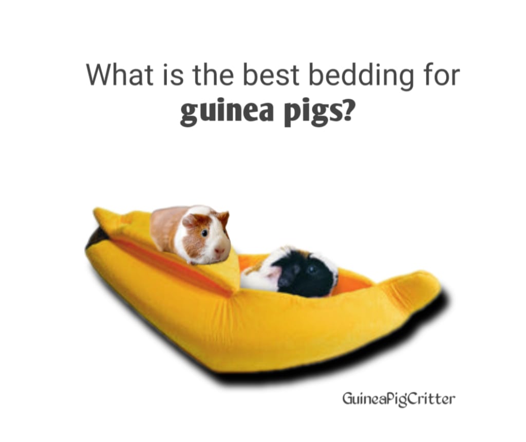 what is the best bedding for guinea pigs