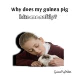 why does my guinea pig bite softly