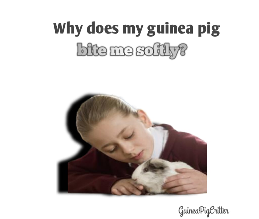 why does my guinea pig bite softly