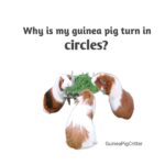 why is my guinea pig turn in circle