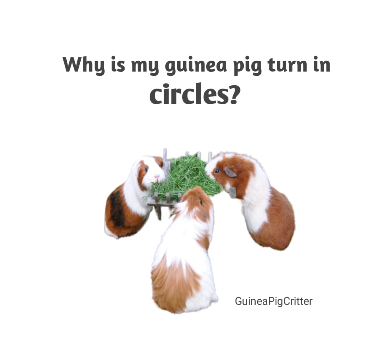 why is my guinea pig turn in circle