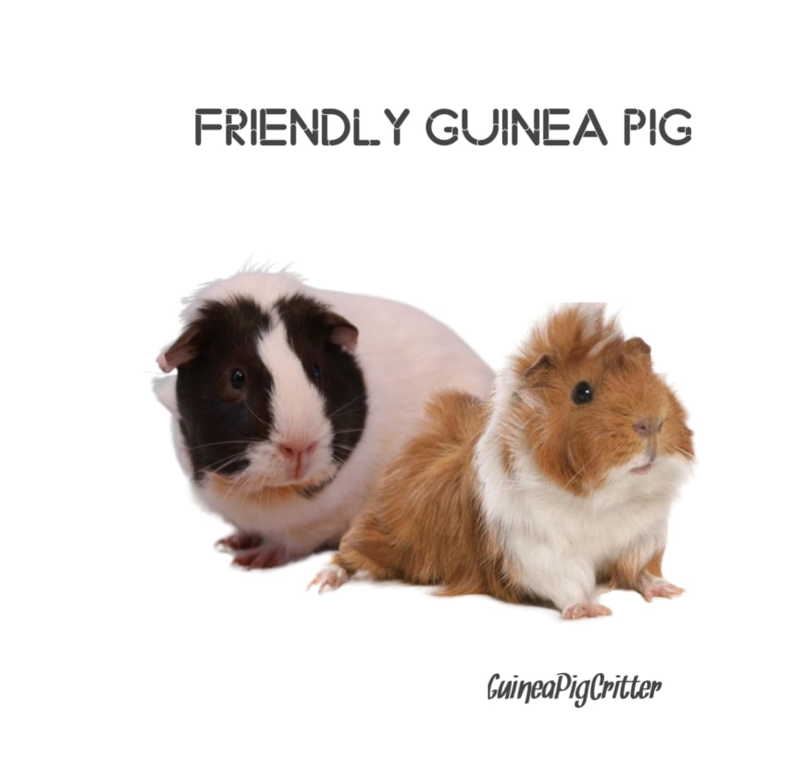 friendly guinea 