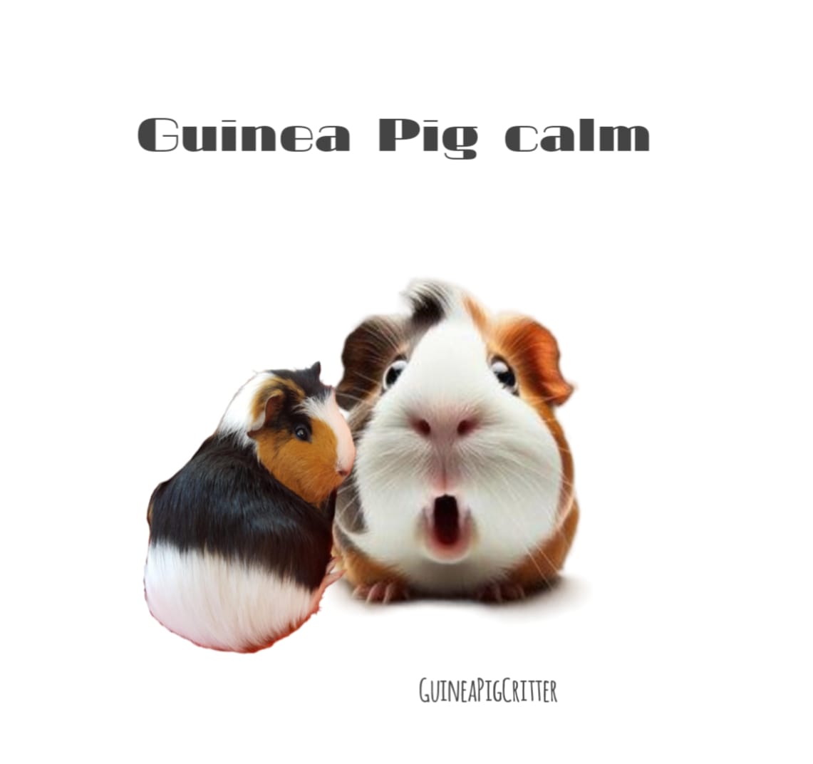 guinea pig calm