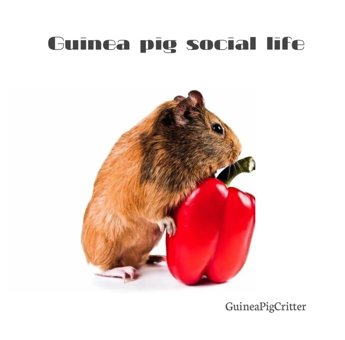 guinea pig social life