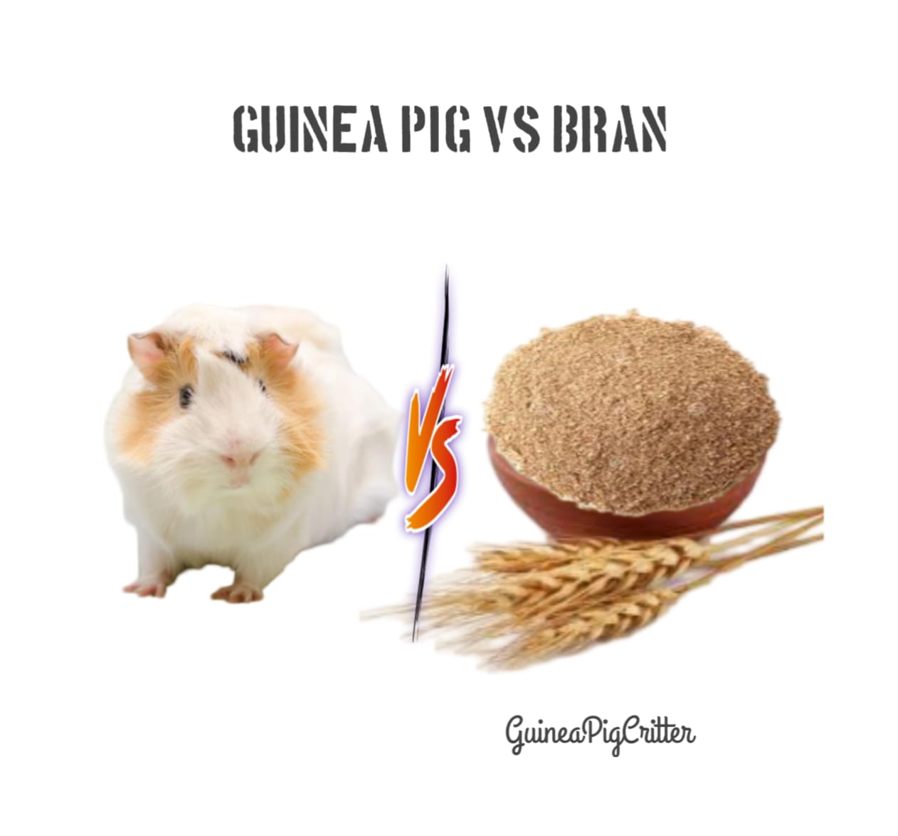 guinea pig vs bran