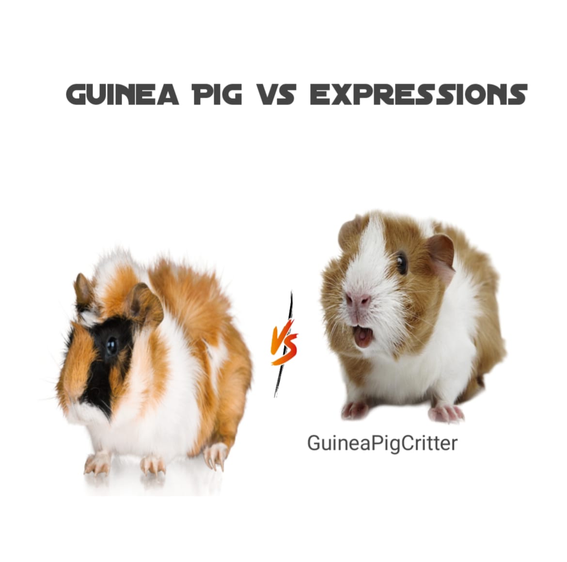 guinea pig vs expressions