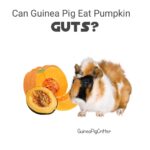 can guinea pig eat pumpkin guts