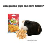 can guinea pigs eat corn flakes