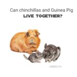 can chinchillas and guinea pig live