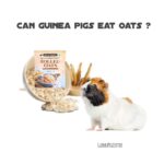 can guinea pig eat oats