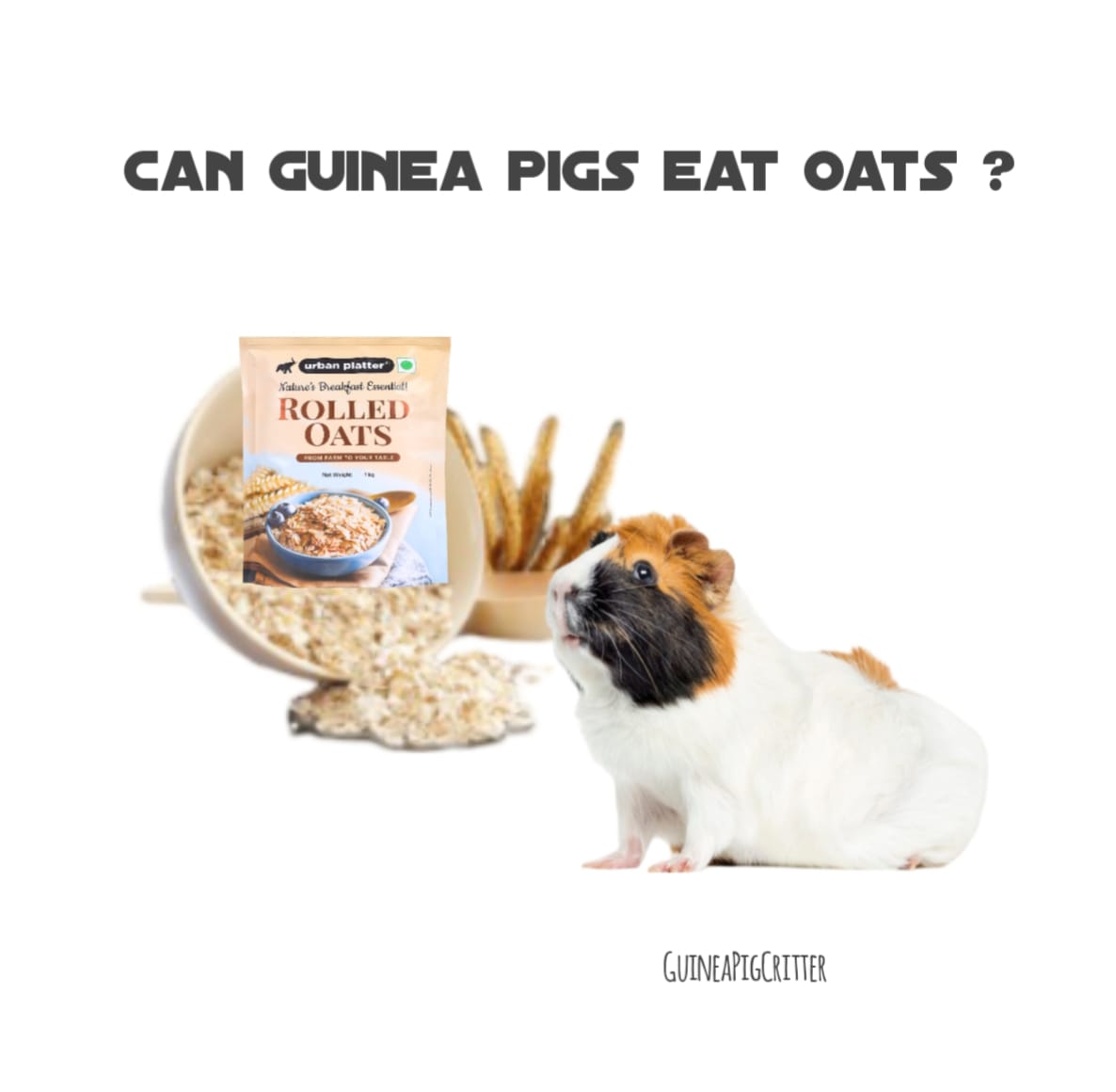 can guinea pig eat oats