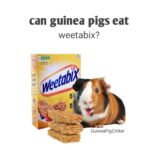 can guinea pig eat weetabix