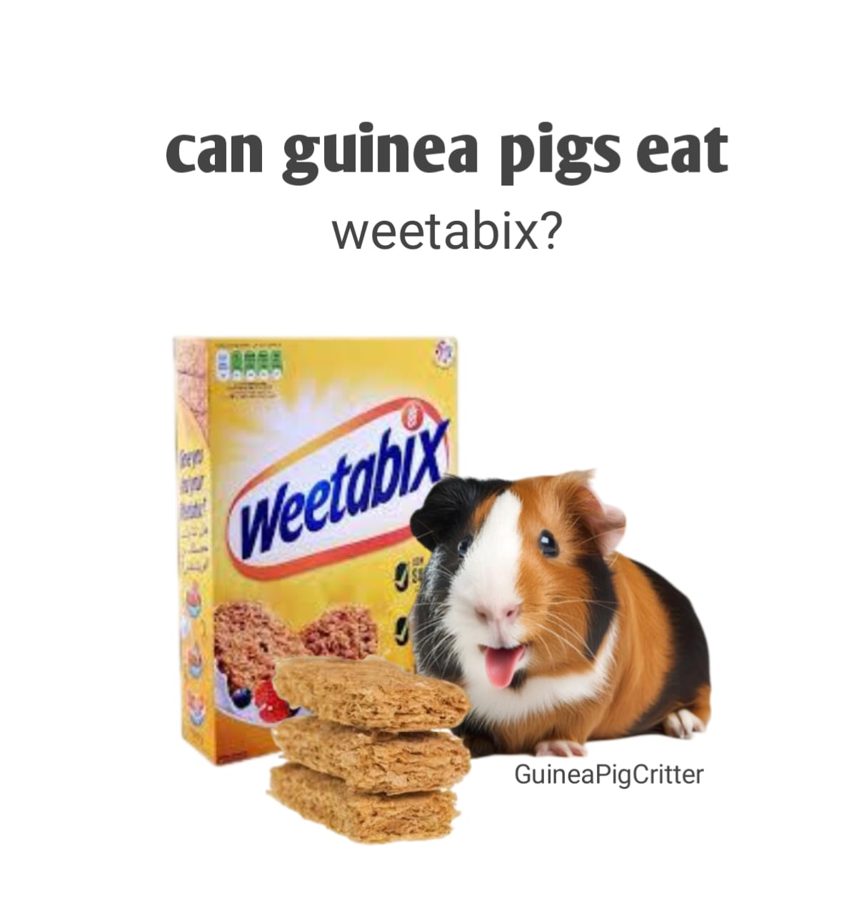 can guinea pig eat weetabix