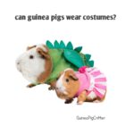 can guinea pigs wear costumes