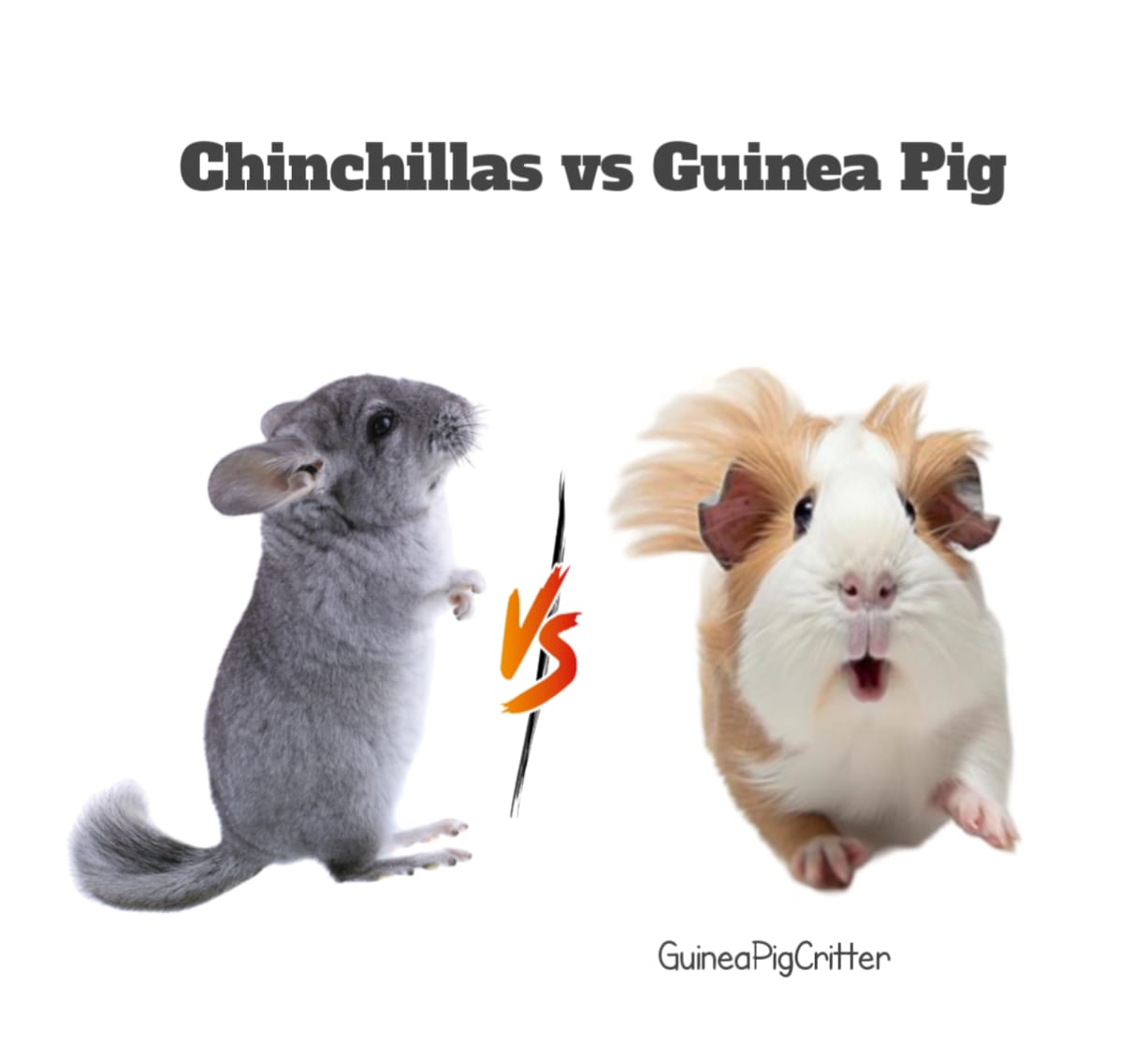 chinchillas vs guinea pig