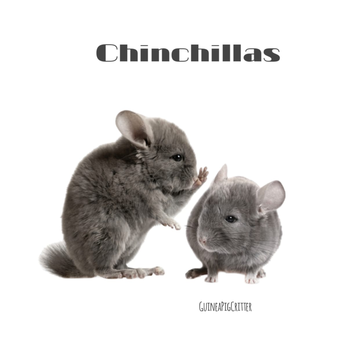 chinchillas
