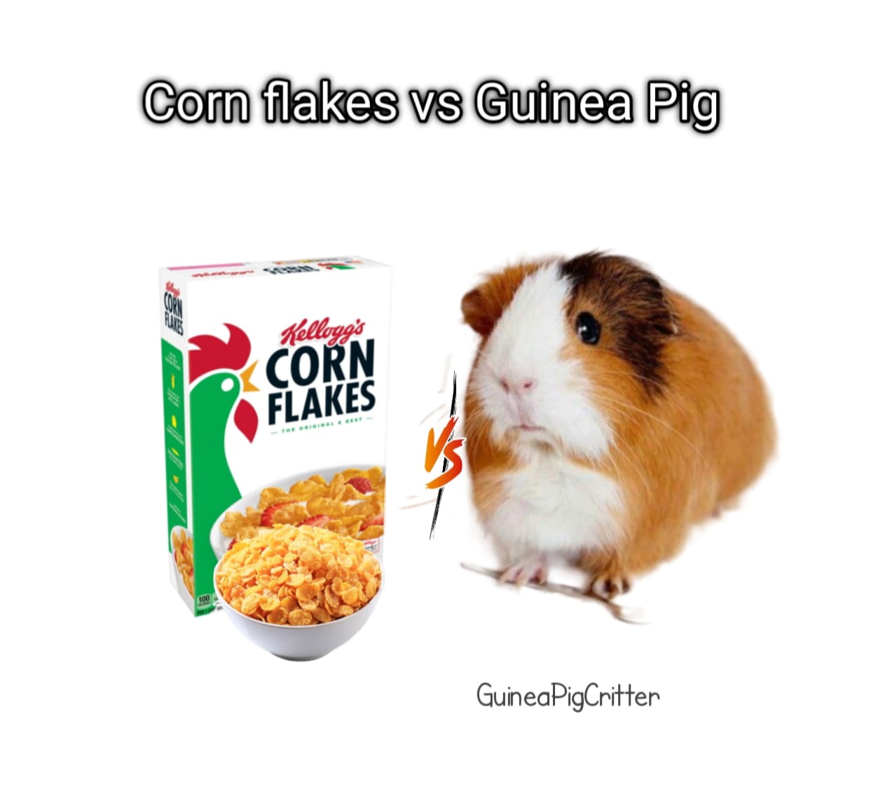 corn flakes and guinea pig