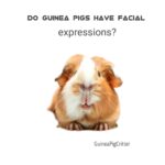 do guinea pigs have facial expression
