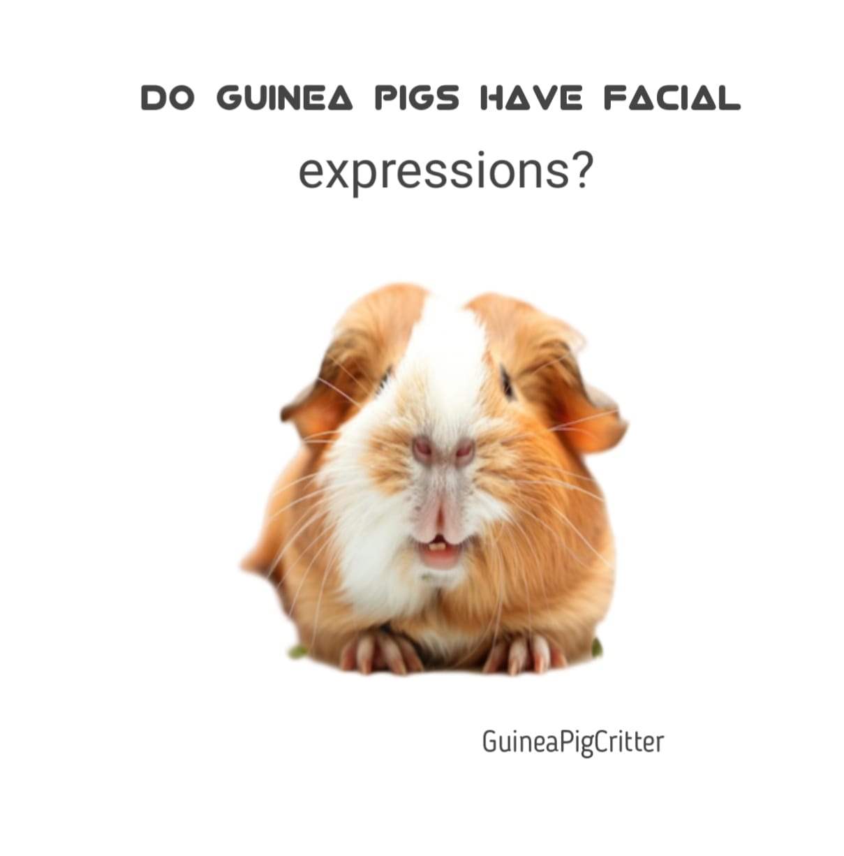 do guinea pigs have facial expression