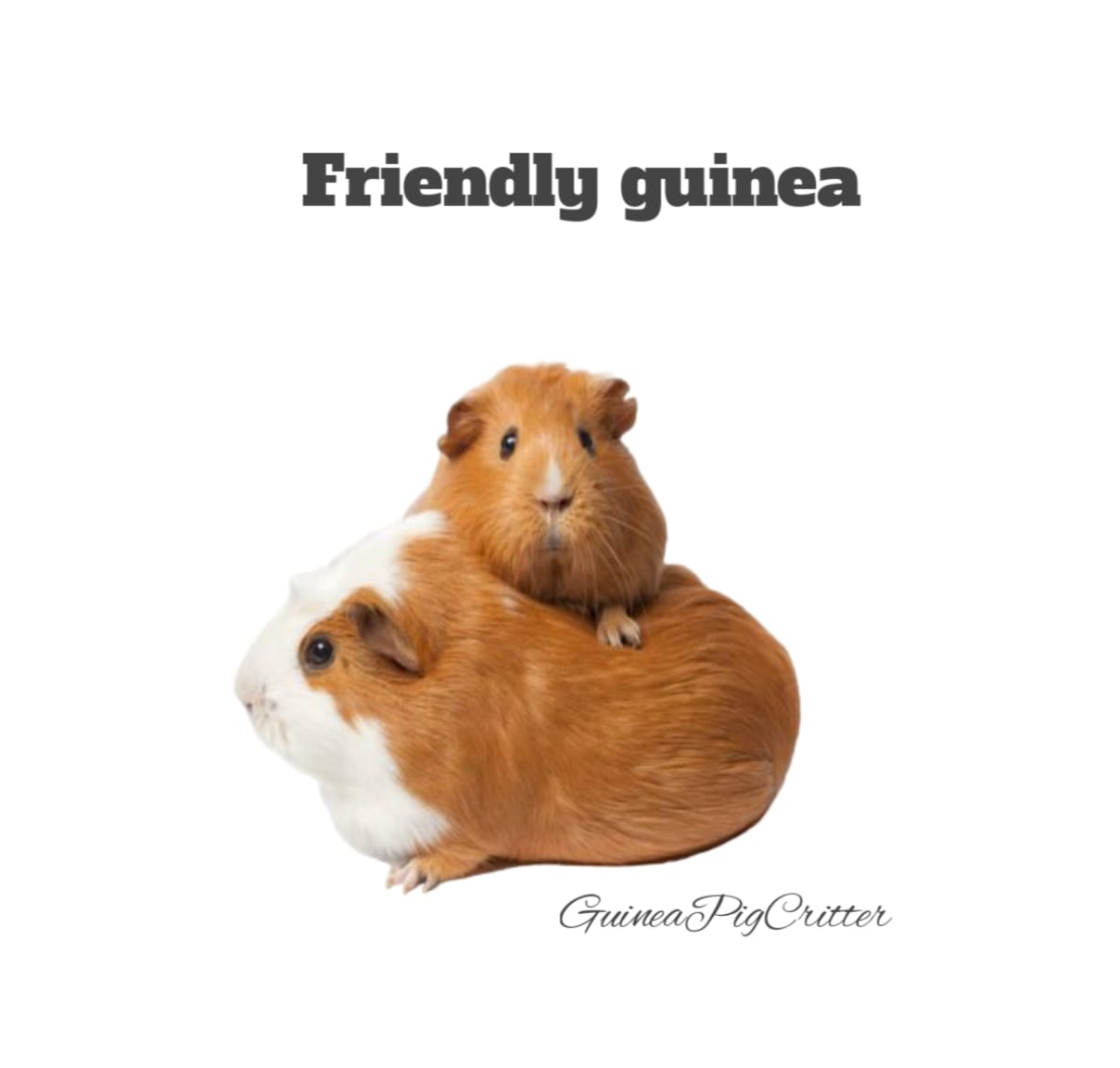 friendly guinea pig