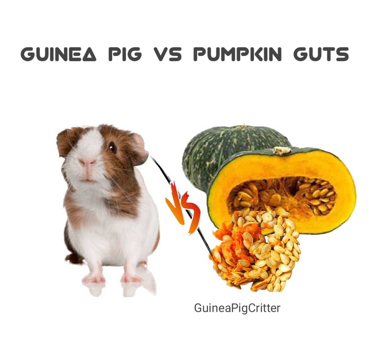 guinea pig vs pumpkin guts