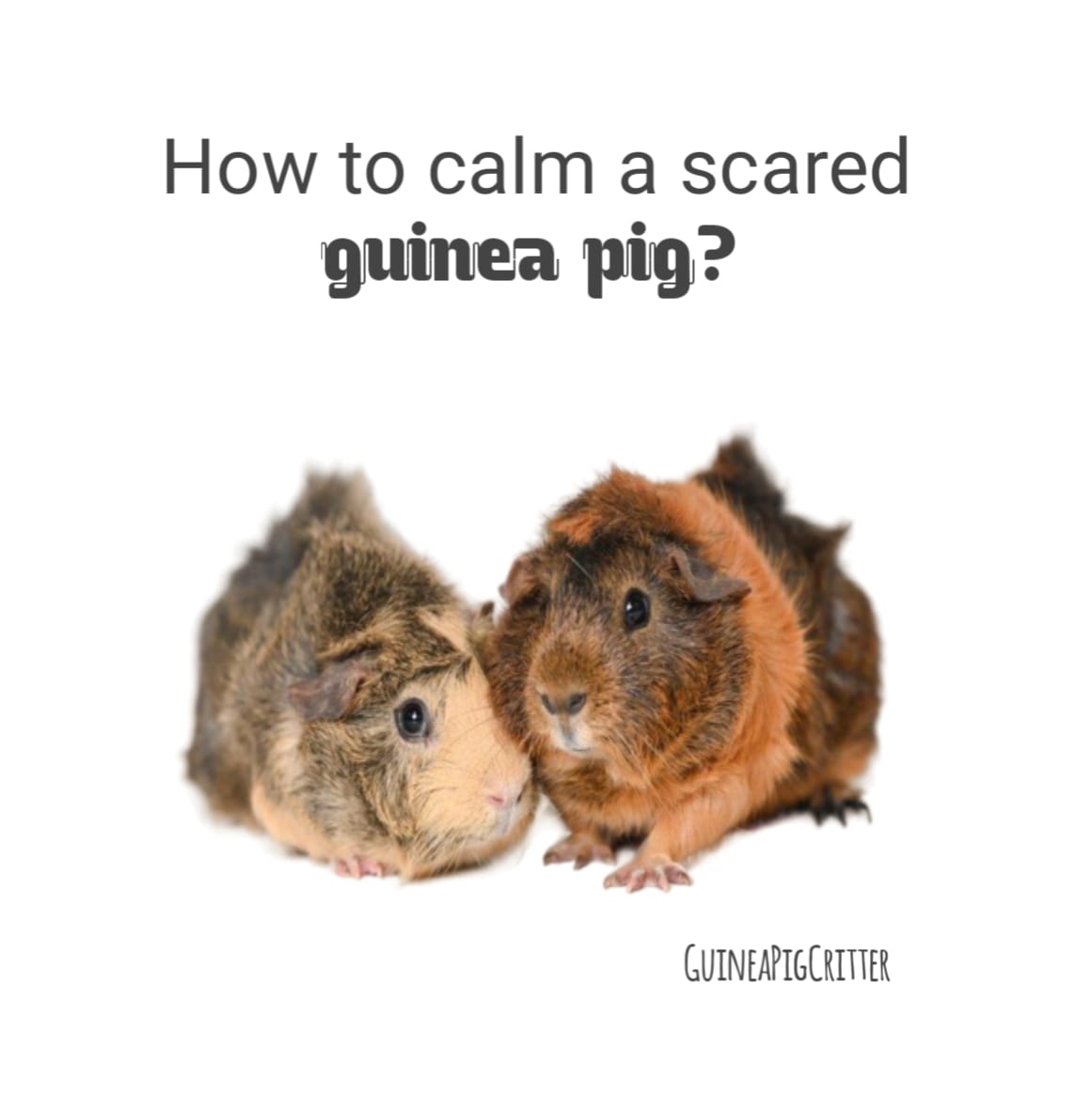 how to calm a scared guinea pig
