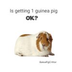 is getting 1 guinea pig ok