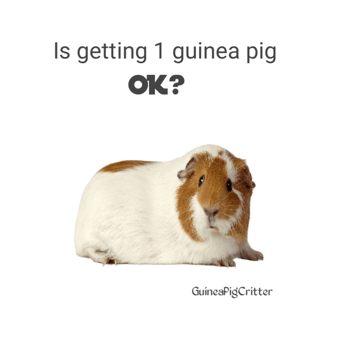 is getting 1 guinea pig ok