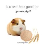 is what bran good for guinea pigs