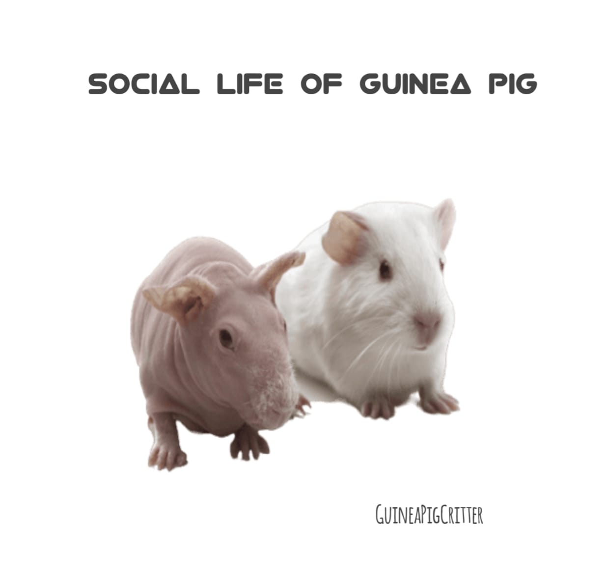 social life of guinea pig
