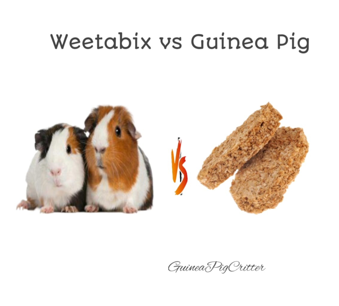 weetabix vs guinea pig
