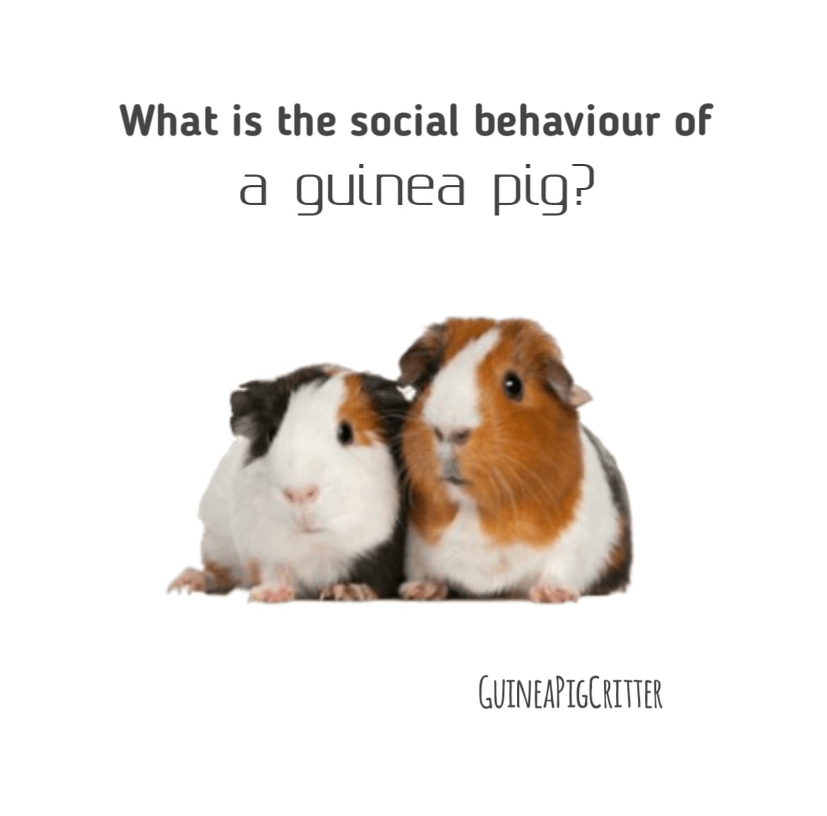 what is the social behavior of guinea pig