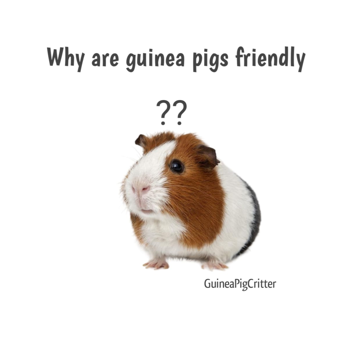 why are guinea pigs friendly