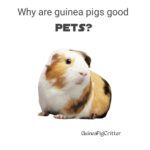 why are guinea pigs good pets