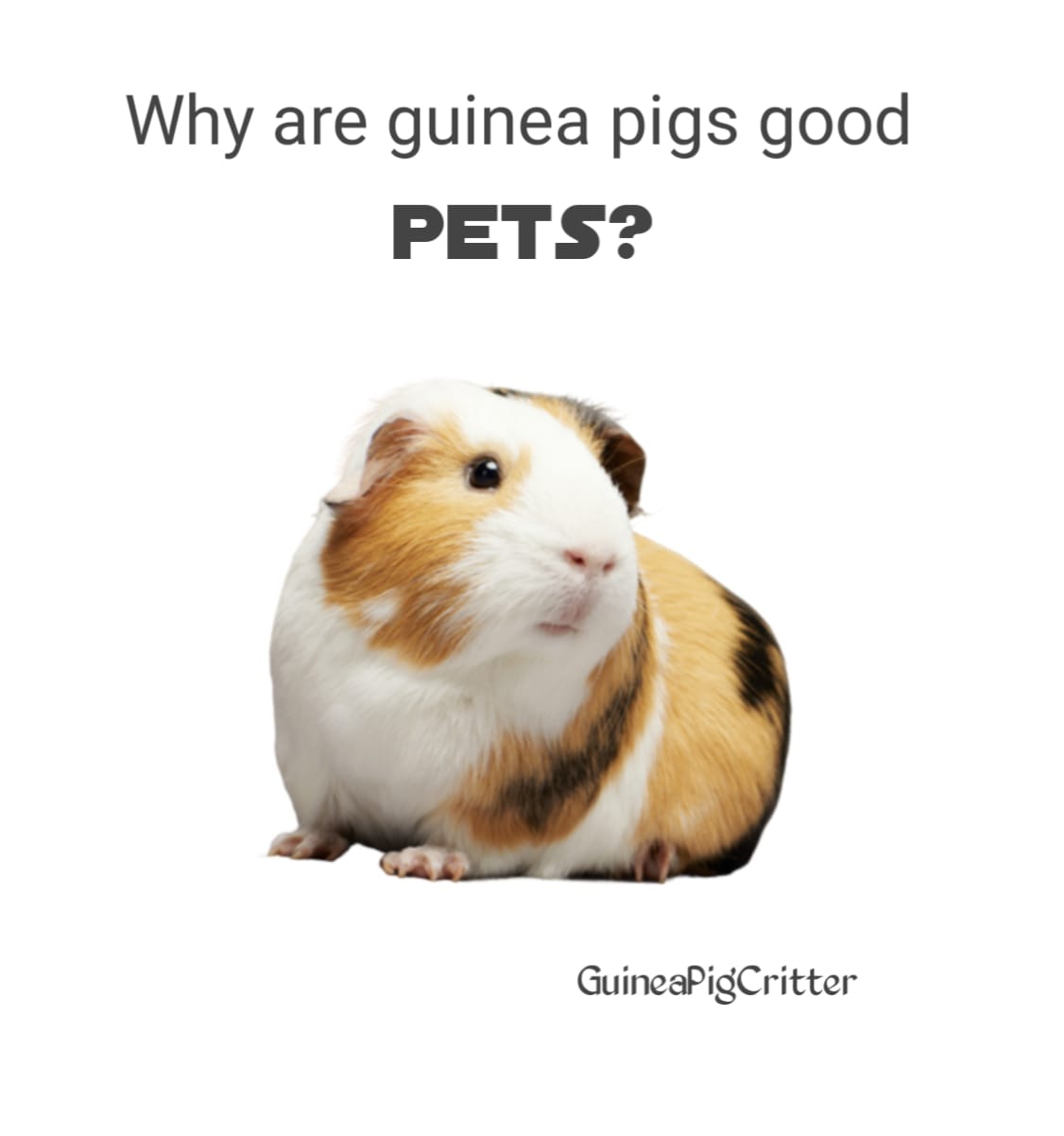 why are guinea pigs good pets