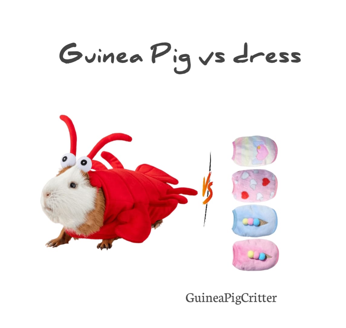 guinea pig dress