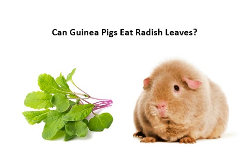 can guinea pigs eat radish leaves?