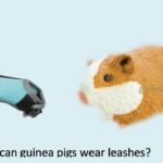 can guinea pig wear leashes