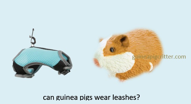 can guinea pig wear leashes